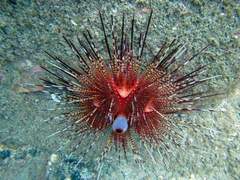 Astropyga pulvinata