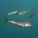 Yellowtail Scad - Photo (c) Sascha Schulz, some rights reserved (CC BY-NC)