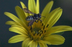 Paranthidium jugatorium