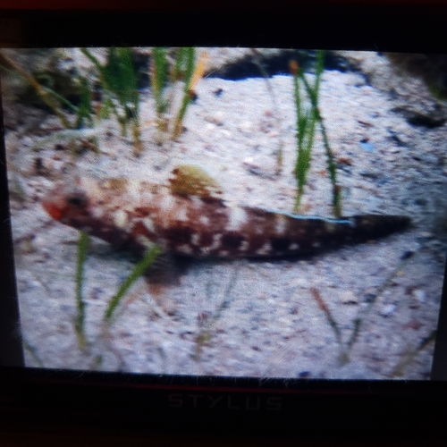 Gobius cruentatus