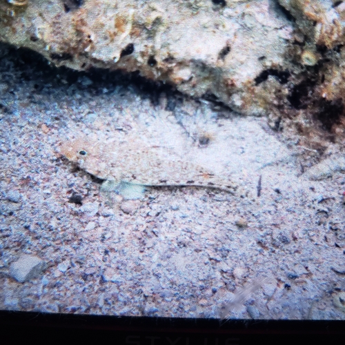 Gobius geniporus