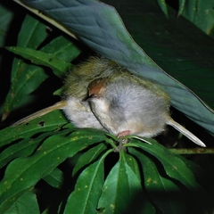 Orthotomus