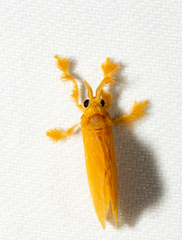 Dalceridae