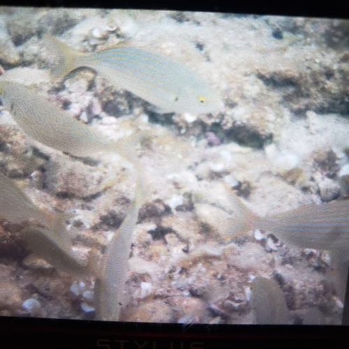 Sarpa salpa