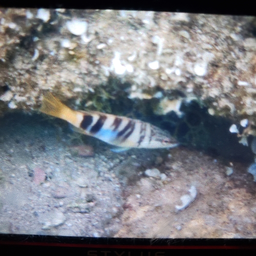 Serranus scriba