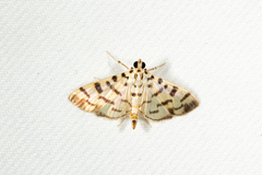 Dichocrocis
