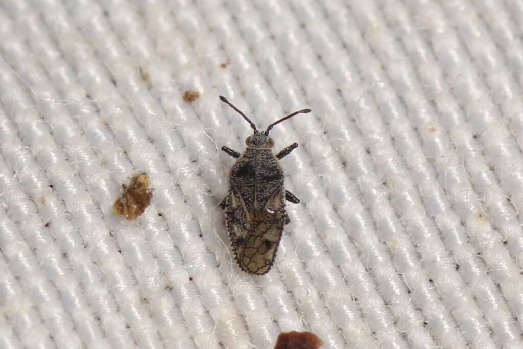 Phaenotropis parvula
