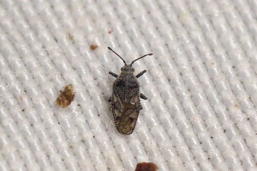 Phaenotropis parvula