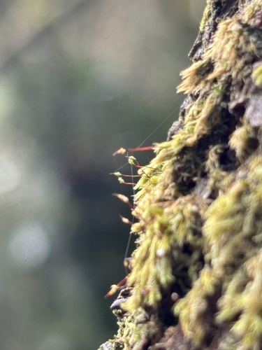 Daltonia splachnoides observed 2025-09-23