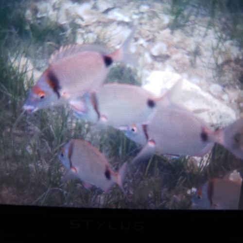 Diplodus vulgaris