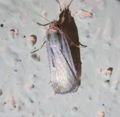 Tathorhynchus exsiccata