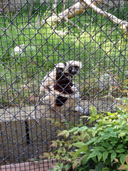 Propithecus coquereli