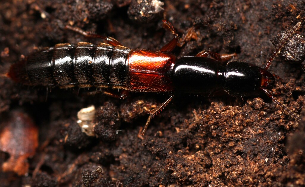 Othius punctulatus