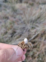 Coprinopsis kubickae