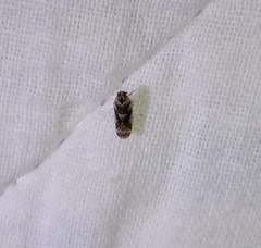 Catonia cinctifrons