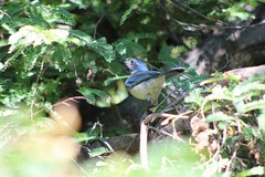 Aphelocoma californica