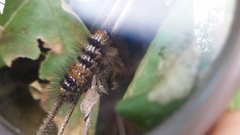 Dysschema leucophaea