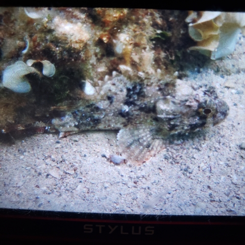 Scorpaena porcus