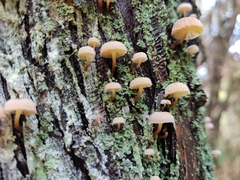 Mycena juniperina