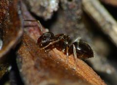 Prolasius advena
