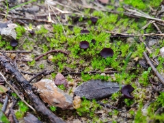 Marcelleina atroviolacea