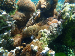 Amphiprion mccullochi