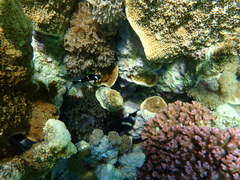 Amphiprion mccullochi