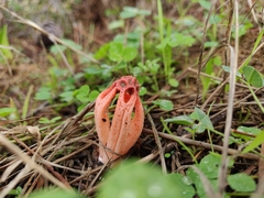 Colus hirudinosus