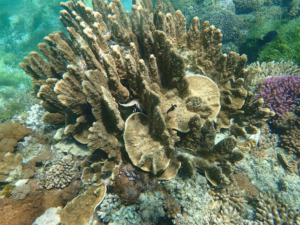 Isopora elizabethensis