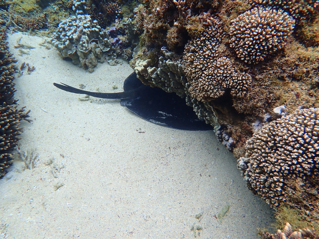 Round ribbontail ray resting under coral at Lord Howe Island