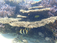 Chaetodon tricinctus