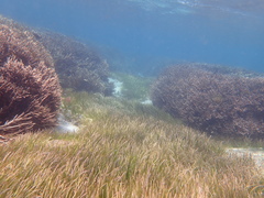 Cymodoceaceae