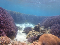Acroporidae