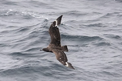 Stercorarius antarcticus