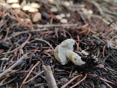 Beenakia mediterranea