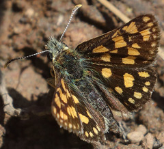 Carterocephalus skada
