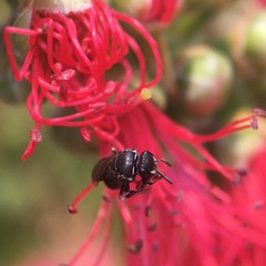 Hylaeus philoleucus