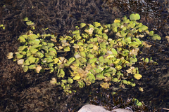 Cardamine asarifolia, photograph (c) Davide, some rights reserved (CC BY)