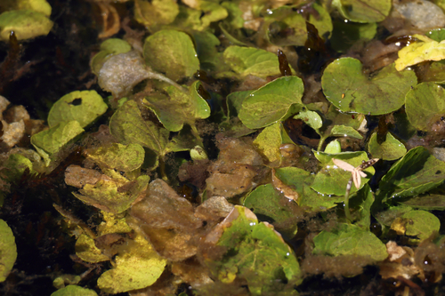 Cardamine asarifolia, photograph 3