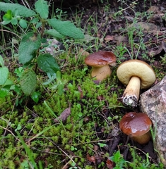 Leccinellum corsicum