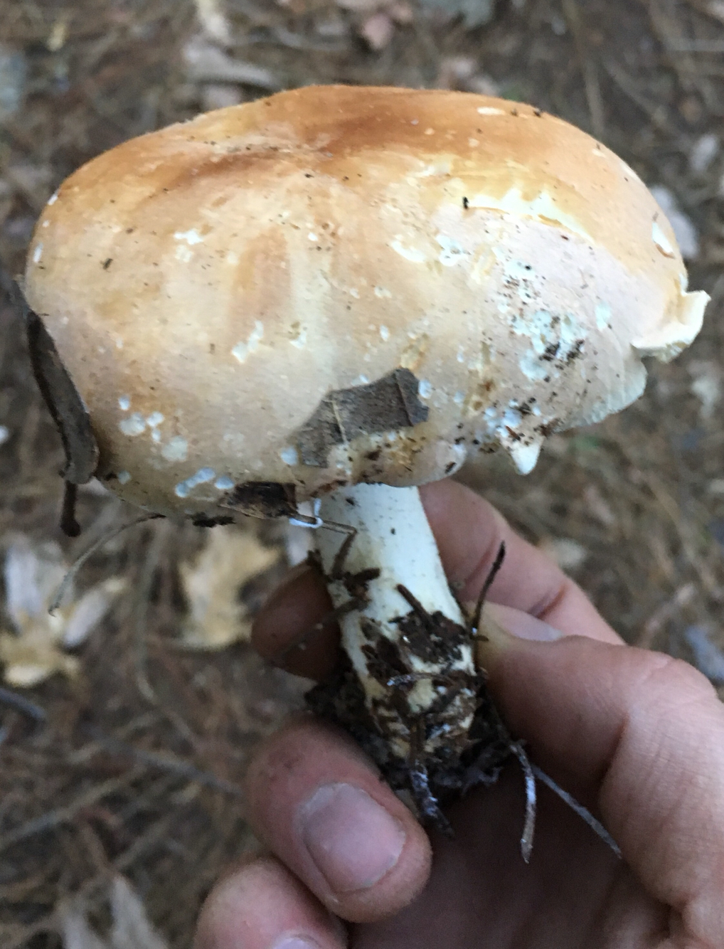 Leucopaxillus gentianeus image