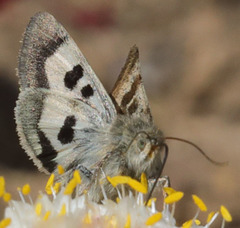 Heliothis oregonica