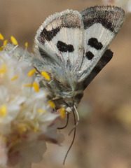 Heliothis oregonica
