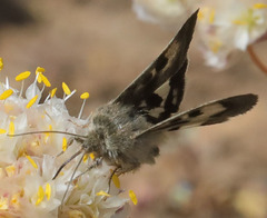 Heliothis oregonica