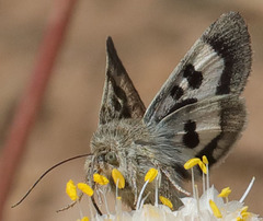 Heliothis oregonica
