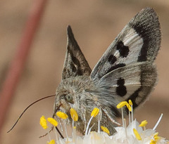 Heliothis oregonica