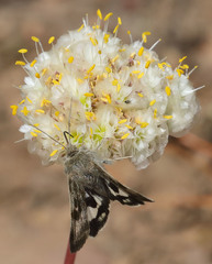 Heliothis oregonica