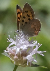 Tharsalea nivalis