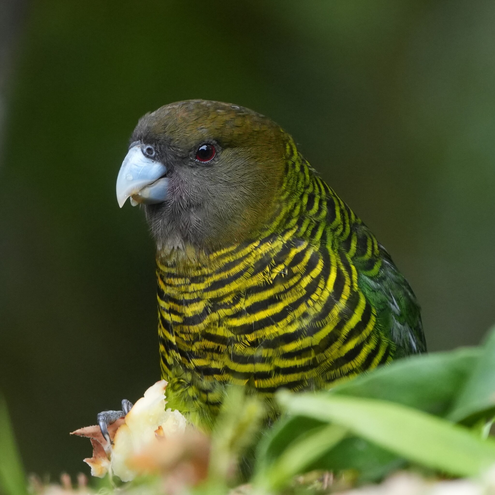 Brehm's Tiger Parrot (Psittacella brehmii), photo 2