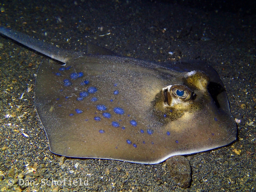 Blue-spotted maskray resting on dark volcanic sand